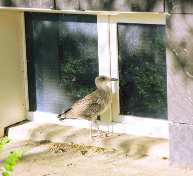 Side View Of A Bird On Window Sill