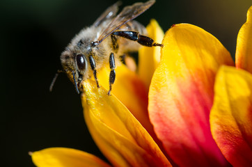 Honey bee on flower petals, close up/Honey bee on yellow with red flower petals. Close up.