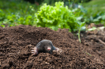 Garden mole peeking out of  the hole in the garden - obrazy, fototapety, plakaty