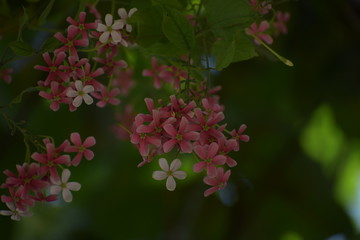 Combretum indicum, also known as the Rangoon creeper or Chinese honeysuckle, is a vine with red flower clusters and native to tropical Asia.
