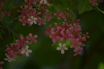 Combretum indicum, also known as the Rangoon creeper or Chinese honeysuckle, is a vine with red flower clusters and native to tropical Asia.