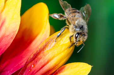 Honeybee collecting pollen on a colourful flower/Bee crawls over the stickers of a multicolored flower. Green background.