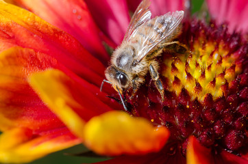 Honeybee pollinates a colourful flower/ Honeybee pollinates a colourful flowe. Closeup. Pollinations of concept