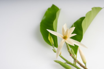 White Champak and gree leaf. (Michelia alba DC., Magnolia × alba, Magnolia montana)