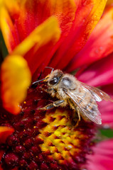 Bee takes pollen from a colourful flower/Bee takes pollen from a colourful flower close up. Pollinations of concept