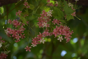 Combretum indicum, also known as the Rangoon creeper or Chinese honeysuckle, is a vine with red...