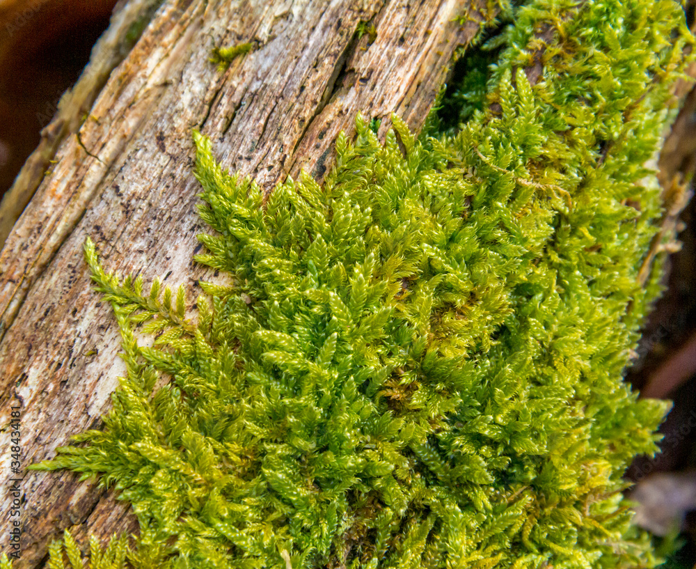 Canvas Prints moss on wood closeup