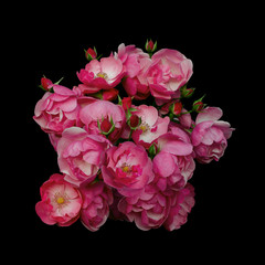 Pink rose flowers arrangement isolated on black background