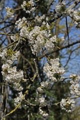 Baumblüte