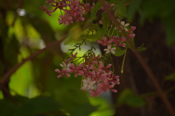 Combretum indicum, also known as the Rangoon creeper or Chinese honeysuckle, is a vine with red...