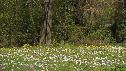 Gänsewiese © Asray Laleike