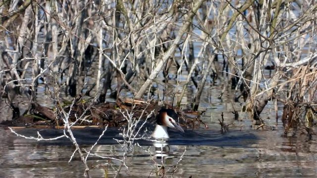 Haubentaucher&nbsp;(Podiceps cristatus) springt vom Nest