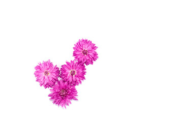 Bright pink chrysanthemums on white isolated background.