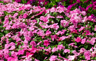Beautiful pink flowers on the nature