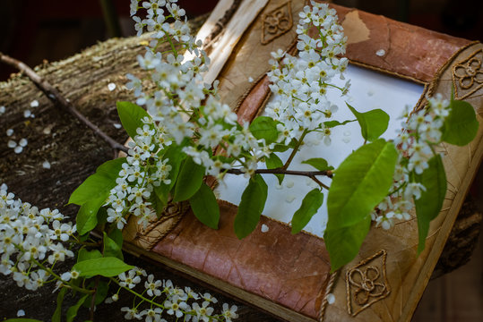 Bird cherry branch and photo album on a wooden surface