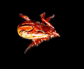 Tick isolated on a black background. Insect carrier of diseases.