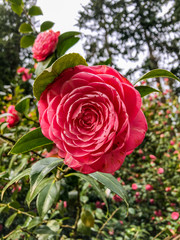 Japanese camellia