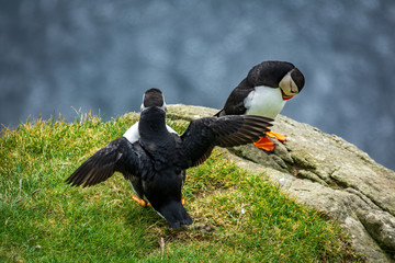 Puffin flapping wings near other one with head down
