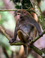 Little monkey on a tree in the park