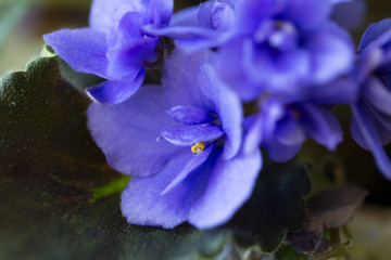 Houseplant blooming violet bright blue.