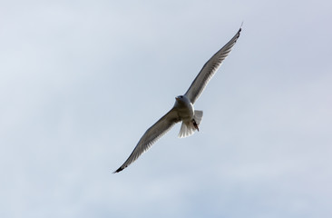 A seagull is flying in the sky.