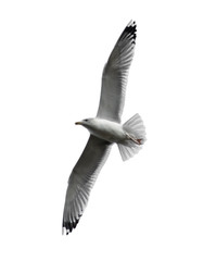 Seagull bird in flight on a white background.