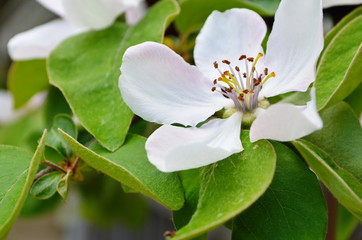 Fragrant young white flower on blossoming quince tree in sunny spring morning