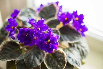 Blooming violet - purple violet flower.