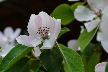 Obraz premium Fragrant young white flower on blossoming quince tree in sunny spring morning