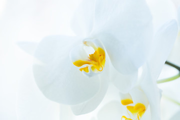 Naklejka na ściany i meble White Orchid flower in daylight.