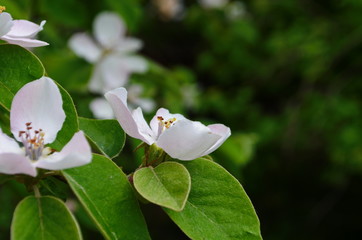 Fragrant young white flower on blossoming quince tree in sunny spring morning