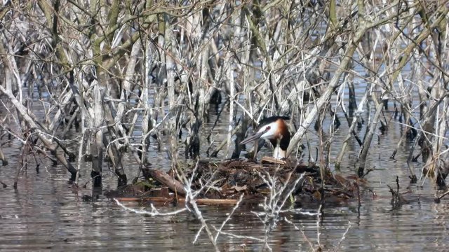 Haubentaucher&nbsp;(Podiceps cristatus) springt auf Nest