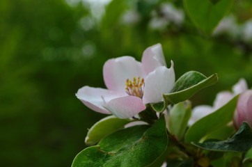 Fragrant young white flower on blossoming quince tree in sunny spring morning