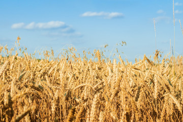 Ears of wheat or barley on the field. Good harvest concept, cereals, natural product