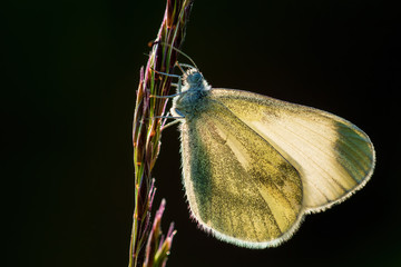Cryptic Wood White - Leptidea juvernica, small common white butterfly from European meadows and gardens, Zlin, Czech Republic.