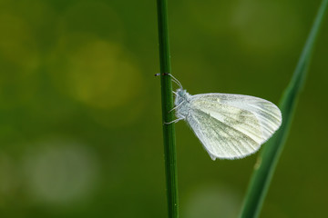 Cryptic Wood White - Leptidea juvernica, small common white butterfly from European meadows and gardens, Zlin, Czech Republic.