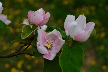 Obraz premium Fragrant young white flower on blossoming quince tree in sunny spring morning