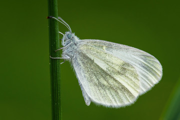 Cryptic Wood White - Leptidea juvernica, small common white butterfly from European meadows and gardens, Zlin, Czech Republic.