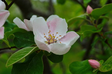 Fragrant young white flower on blossoming quince tree in sunny spring morning