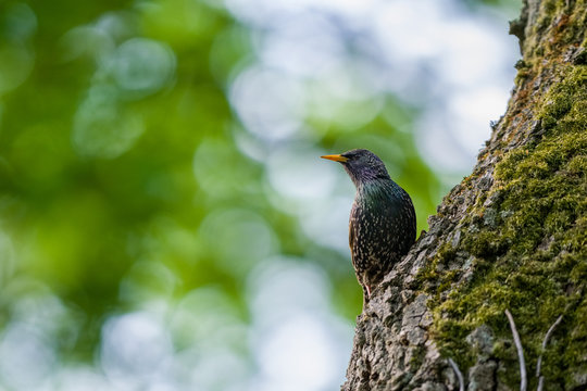 Etourneaux oiseaux nid