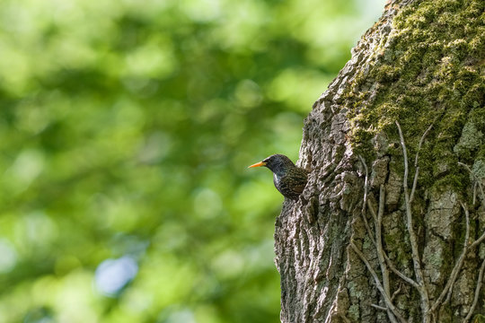 Etourneaux oiseaux nid