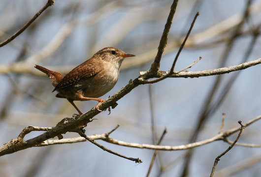 A beautiful Wren, Troglodytes, perched on a branch of a tree in springtime. - Powered by Adobe