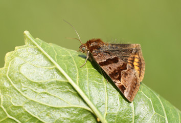 A pretty Burnet Companion Moth, Euclidia glyphica, perching on a leaf in spring.