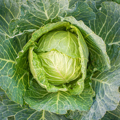 cabbage in the garden