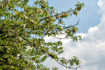 Full blooming of locust tree (Robinia pseudoacacia) in Japan