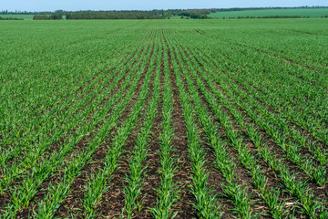 Fototapeta na wymiar Young wheat seedlings grow in a field on a Sunny slope. The young green wheat grows from the soil of a friendly series against the blue sky