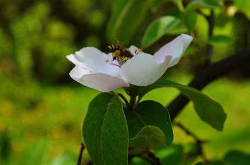 Fragrant young white flower on blossoming quince tree in sunny spring morning