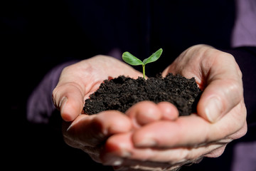 Male hands holding young plant. Ecology concept.Hands holding soil with young tree. Earth Day.Seedlings grow in soil.Planting trees to reduce global warming.new seedling sprouting from the ground