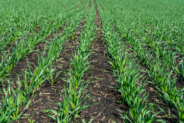 Young wheat seedlings grow in a field on a Sunny slope. Young green wheat grows from the soil in friendly rows