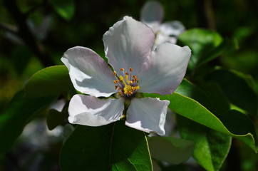 Fragrant young white flower on blossoming quince tree in sunny spring morning